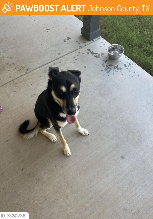Found/Stray Male Dog last seen County Road 711 near Egan, Johnson County, TX 76028