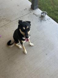 Found/Stray Male Dog last seen County Road 711 near Egan, Johnson County, TX 76028
