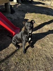 Reunited Male Dog last seen Drake acres rd and Lakeview Point Rd, Gadsden County, FL 32351
