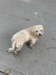 Reunited Male Dog last seen French Ridge Rd- Kearney MO, Kearney, MO 64060