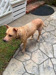 Found/Stray Female Dog last seen Somersett LN & Pine Grove Road, Wilmington, NC 28409