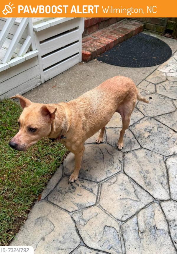 Found/Stray Female Dog last seen Somersett LN & Pine Grove Road, Wilmington, NC 28409