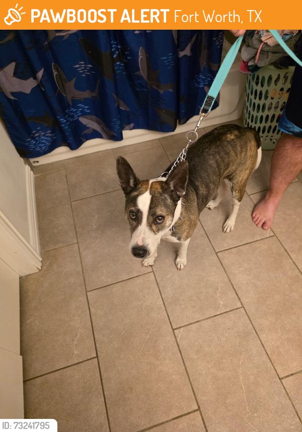 Found/Stray Unknown Dog last seen White Settlement Road Fort Worth Tx, Fort Worth, TX 76108