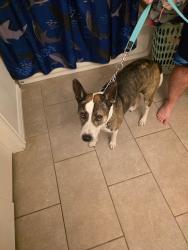 Found/Stray Unknown Dog last seen White Settlement Road Fort Worth Tx, Fort Worth, TX 76108