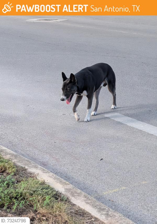Found/Stray Unknown Dog last seen Timberhill, San Antonio, TX 78238