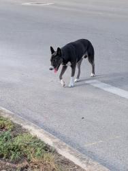 Found/Stray Unknown Dog last seen Timberhill, San Antonio, TX 78238