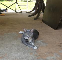 Lost Male Cat last seen Milling by Elisha Creek, Mocksville, NC 27028