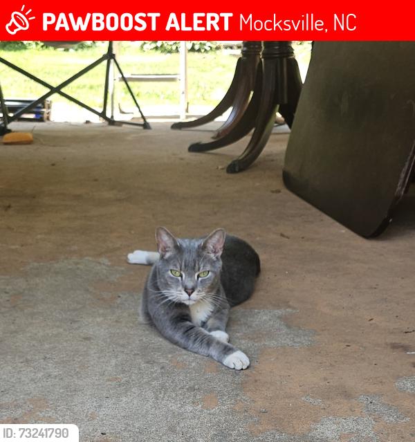 Lost Male Cat last seen Milling by Elisha Creek, Mocksville, NC 27028