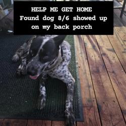 Found/Stray Male Dog last seen Near & 281 S, San Antonio, TX 78264