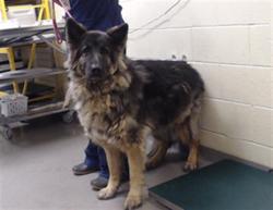 Shelter Stray Female Dog last seen KIOWA AND BENNET RD, 1241 W Bayaud Ave, Denver, CO 80223, USA