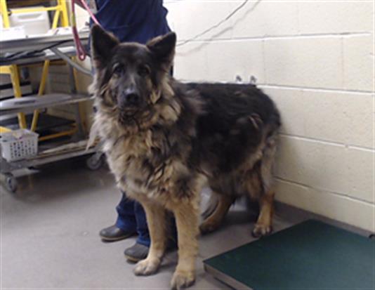Shelter Stray Female Dog last seen KIOWA AND BENNET RD, 1241 W Bayaud Ave, Denver, CO 80223, USA