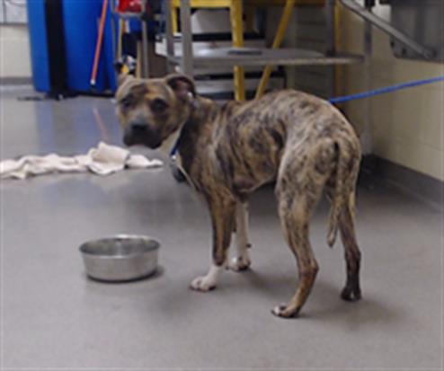 Shelter Stray Male Dog last seen S MONACO ST PKWY & E EVANS AVE DENVER CO 80222, 1241 W Bayaud Ave, Denver, CO 80223, USA