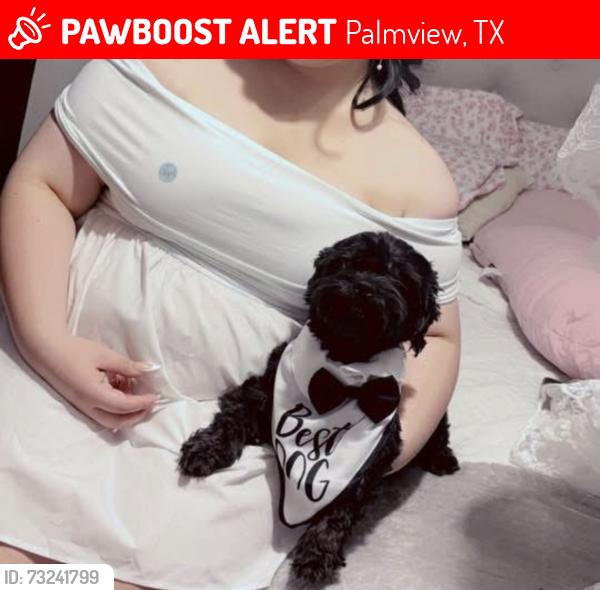 Lost Male Dog last seen Abram rd, Palmview, TX 78572