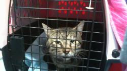 Shelter Stray Male Cat last seen CHARLOTTE, 8315 Byrum Dr, Charlotte, NC 28217, USA