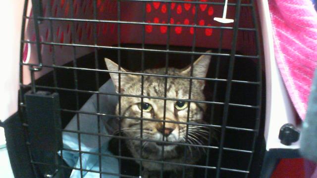 Shelter Stray Male Cat last seen CHARLOTTE, 8315 Byrum Dr, Charlotte, NC 28217, USA