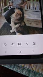 Lost Female Dog last seen Should have gray collar, German Shepard husky mix. Very friendly blue eyes, Tallassee, TN 37878