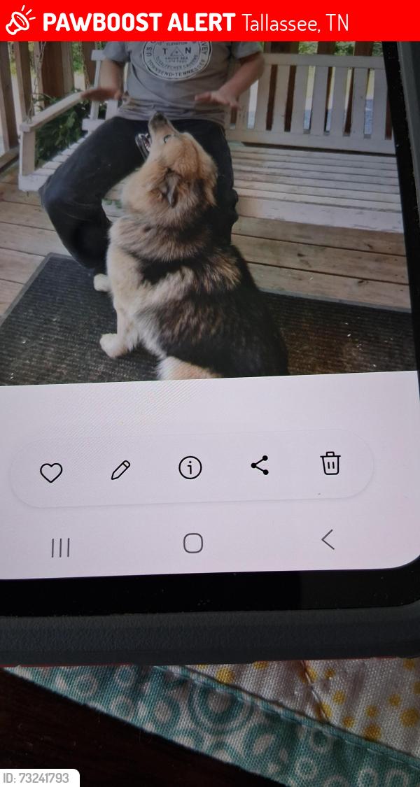 Lost Female Dog last seen Should have gray collar, German Shepard husky mix. Very friendly blue eyes, Tallassee, TN 37878
