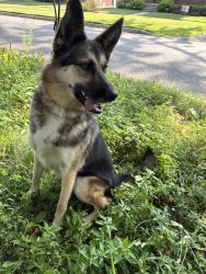 Found/Stray Unknown Dog last seen Verne and westmoreland, Detroit, MI 48219