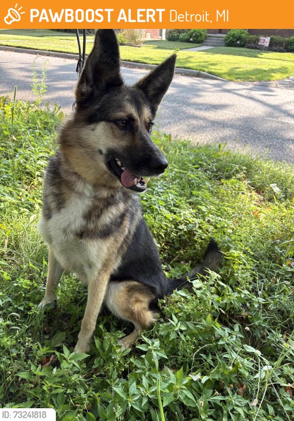Found/Stray Unknown Dog last seen Verne and westmoreland, Detroit, MI 48219