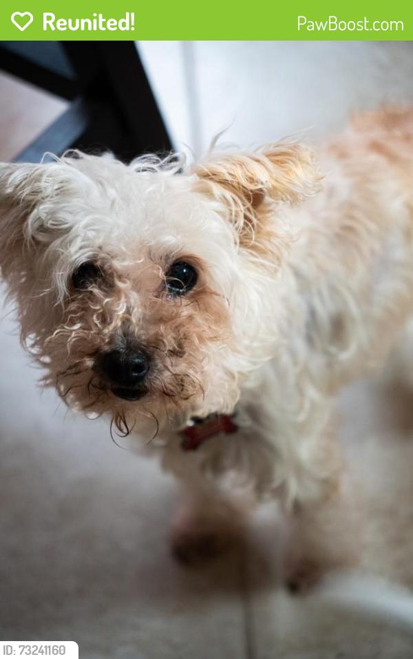 Reunited Female Dog last seen Greeen springs dr and misty valley dr, Houston, TX 77066