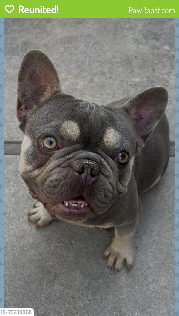 Reunited Male Dog last seen Near Sunburst St, Pacoima, CA 91331, USA, Los Angeles, CA 91331