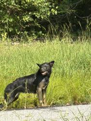Found/Stray Female Dog last seen Old Canaan Rd and Bayberry Dr, Spartanburg County, SC 29306