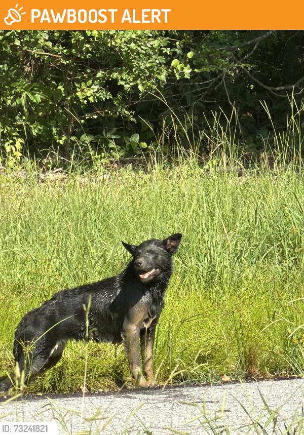 Found/Stray Female Dog last seen Old Canaan Rd and Bayberry Dr, Spartanburg County, SC 29306