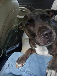 Reunited Female Dog last seen Cross Streets: Cove Landing Dr & Cypress Landing Dr ​Landmark / Area: Cypress Cove subdivision, near Assisi Ln and Mayport Rd, Atlantic Beach, FL 32233