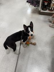 Reunited Female Dog last seen Senter and Tully, San Jose, CA 95111