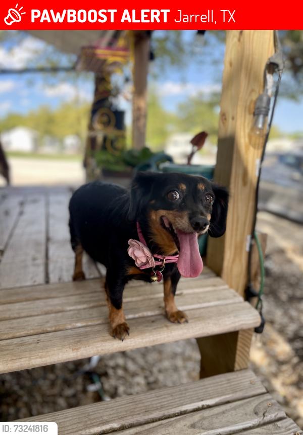 Lost Female Dog last seen Near Josey Wales Drive Jarrell, Jarrell, TX 76537