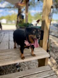 Lost Female Dog last seen Near Josey Wales Drive Jarrell, Jarrell, TX 76537