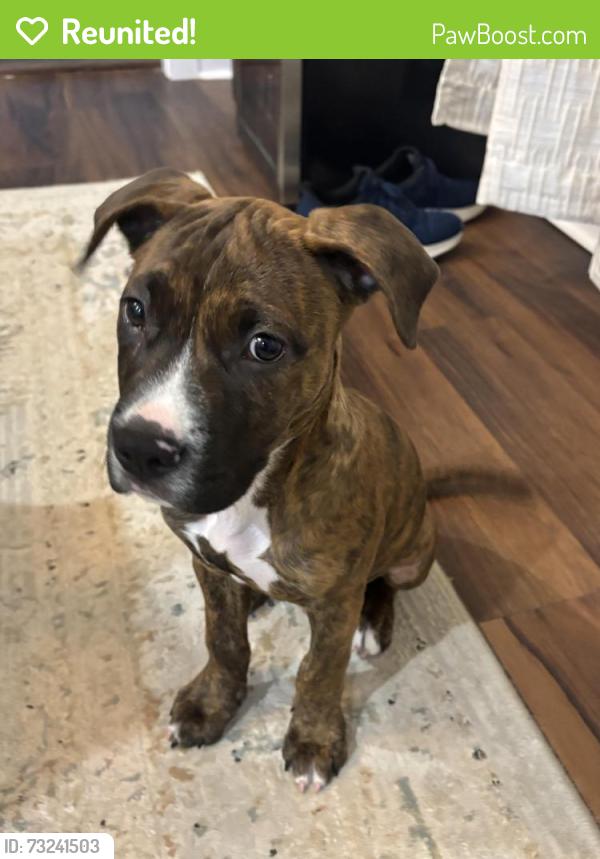 Reunited Male Dog last seen Bay St and Reed St, Scottdale, GA 30079, Scottdale, GA 30079