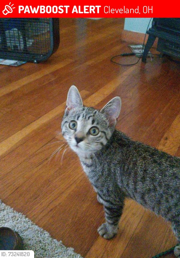 Lost Female Cat last seen Flowerdale and delora ave, Cleveland, OH 44144