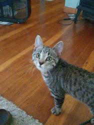 Lost Female Cat last seen Flowerdale and delora ave, Cleveland, OH 44144