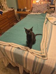 Reunited Female Cat last seen Near SOUTHBRANCH DR & MIDDLE BRACCH WAY, Jacksonville, FL 32259
