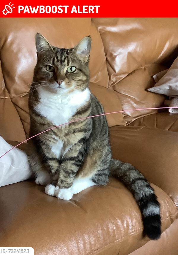 Lost Female Cat last seen Blenheim Fields, Forest Row, England 