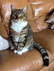 Lost Female Cat last seen Blenheim Fields, Forest Row, England 