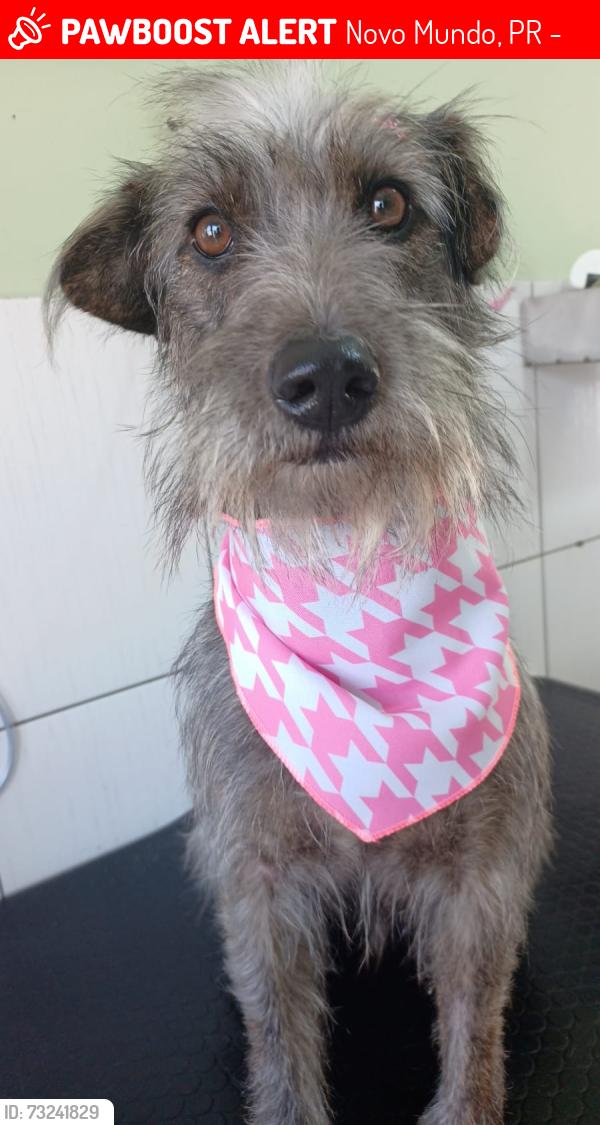 Lost Female Dog last seen Rua pastor Antônio Cardona Aguiar, Novo Mundo, PR 81030-430