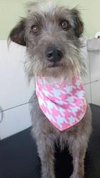 Lost Female Dog last seen Rua pastor Antônio Cardona Aguiar, Novo Mundo, PR 81030-430