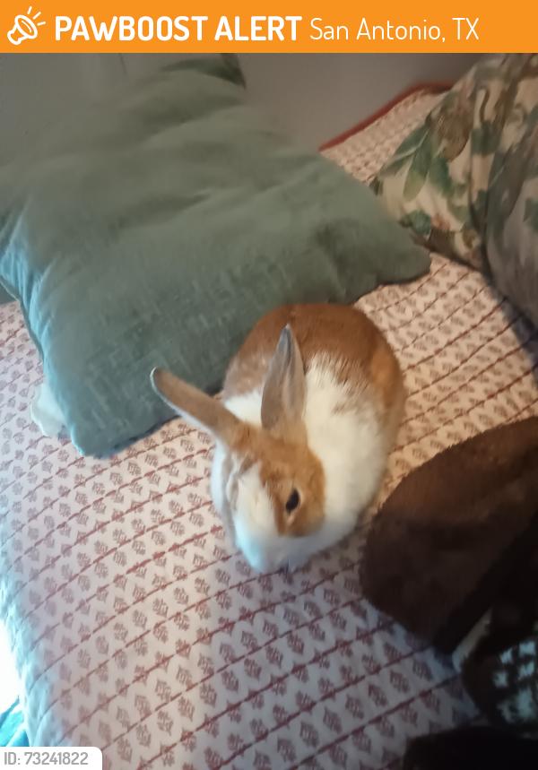 Found/Stray Male Other last seen Family dollar, San Antonio, TX 78218