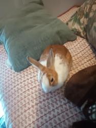 Found/Stray Male Other last seen Family dollar, San Antonio, TX 78218