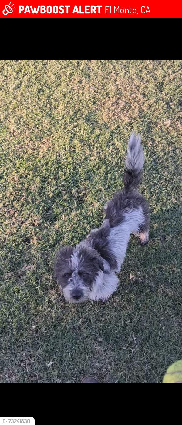 Lost Female Dog last seen Ramona, El Monte, CA 91732