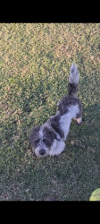 Lost Female Dog last seen Ramona, El Monte, CA 91732