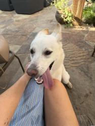 Found/Stray Female Dog last seen Fallbrook rd and Walnut Lake Rd, Houston, TX 77065