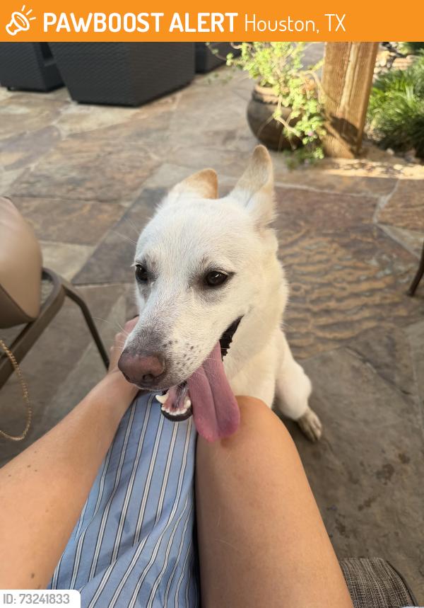 Found/Stray Female Dog last seen Fallbrook rd and Walnut Lake Rd, Houston, TX 77065