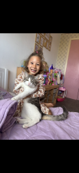Reunited Male Cat last seen Corston View, Bath and North East Somerset, England 