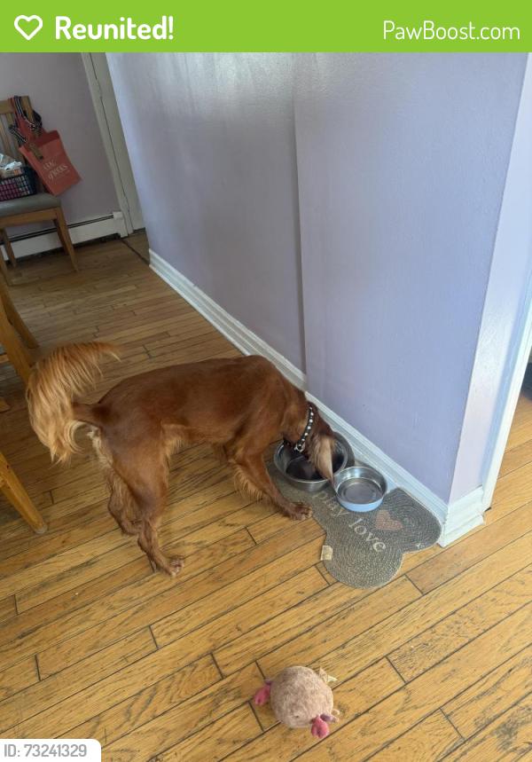 Reunited Female Dog last seen Bensalem blvd and Garrett avenue, Bensalem, PA 19020