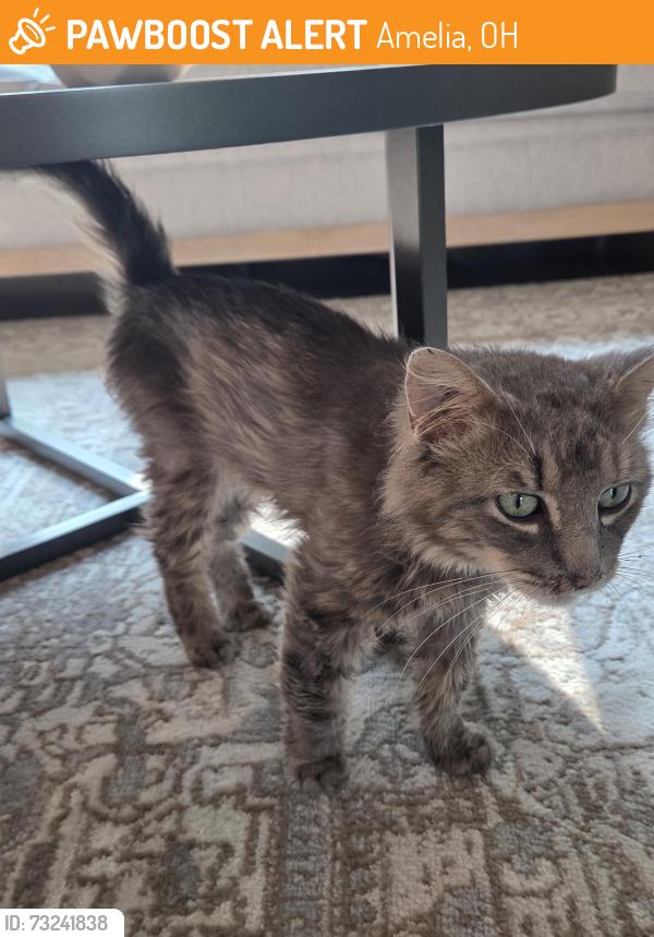 Found/Stray Male Cat last seen Amelia, Amelia, OH 45102