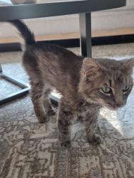 Found/Stray Male Cat last seen Amelia, Amelia, OH 45102