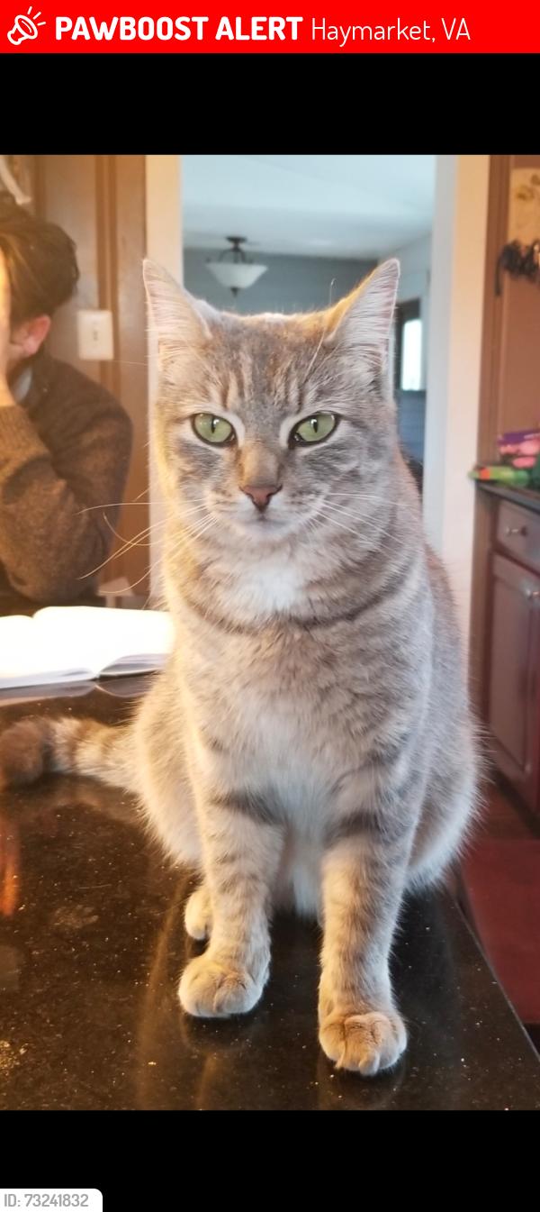 Lost Female Cat last seen Contest Lane, Haymarket, VA 20155